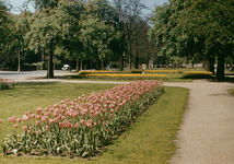 824408 Afbeelding van bloeiende tulpen in het plantsoen aan de Emmalaan te Utrecht.